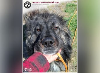 Sanfter Riese Rocci auf der Suche nach seinen Menschen