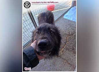 Sanfter Riese Rocci auf der Suche nach seinen Menschen