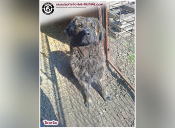 Bronko auf der suche nach seinem Glück