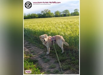 Traumhund Mailo auf der Suche nach einem liebevollen Zuhause