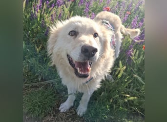 Traumhund Mailo auf der Suche nach einem liebevollen Zuhause