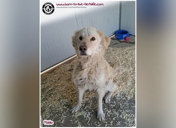 Traumhund Mailo auf der Suche nach einem liebevollen Zuhause