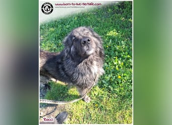 Sanfter Riese Rocci auf der Suche nach seinen Menschen