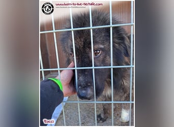 Sanfter Riese Rocci auf der Suche nach seinen Menschen