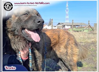 Bronko auf der suche nach seinem Glück