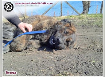Bronko auf der suche nach seinem Glück
