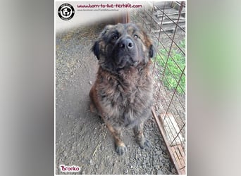 Bronko auf der suche nach seinem Glück