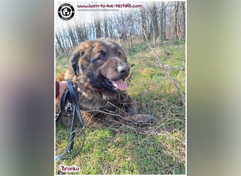 Bronko auf der suche nach seinem Glück