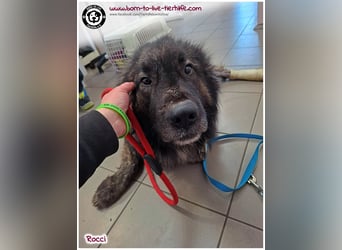 Sanfter Riese Rocci auf der Suche nach seinen Menschen