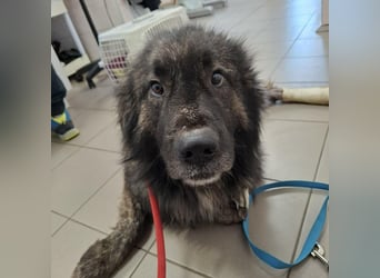 Sanfter Riese Rocci auf der Suche nach seinen Menschen