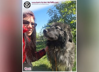 Sanfter Riese Rocci auf der Suche nach seinen Menschen