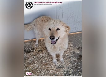 Traumhund Mailo auf der Suche nach einem liebevollen Zuhause