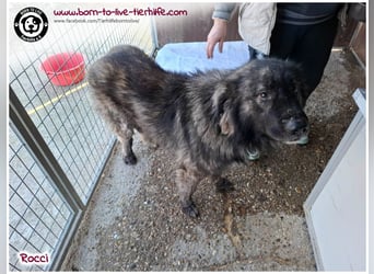 Sanfter Riese Rocci auf der Suche nach seinen Menschen