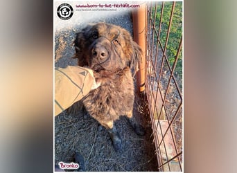 Bronko auf der suche nach seinem Glück