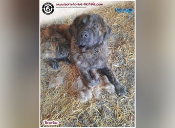 Bronko auf der suche nach seinem Glück