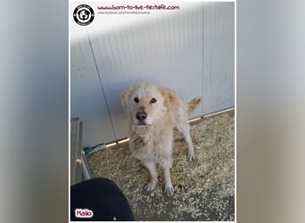 Traumhund Mailo auf der Suche nach einem liebevollen Zuhause