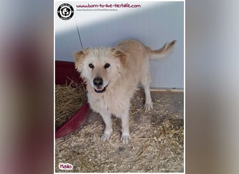 Traumhund Mailo auf der Suche nach einem liebevollen Zuhause
