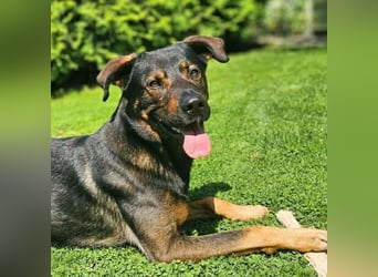 Loki - ein potentieller Sportler