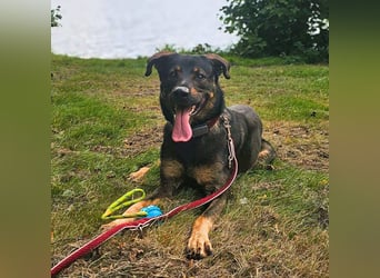 Loki - ein potentieller Sportler