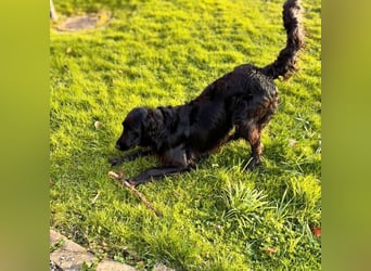 Jimmy - ist ein netter Junghund