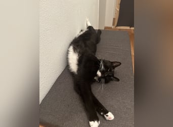 Loki - ein potentieller Sportler