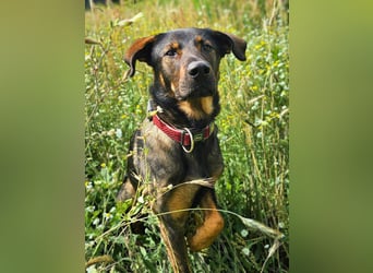 Loki - ein potentieller Sportler