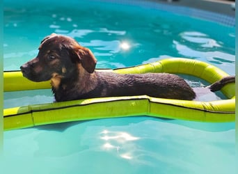 Loki - ein potentieller Sportler