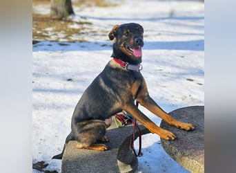 Loki - ein potentieller Sportler