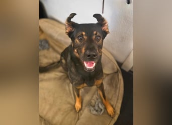 Loki - ein potentieller Sportler