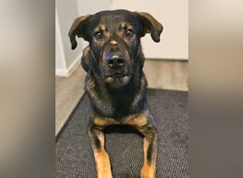 Loki - ein potentieller Sportler