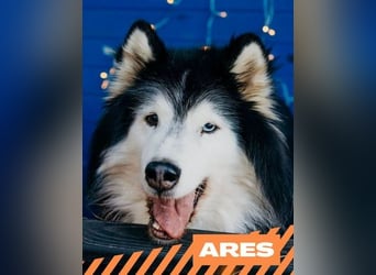Ares