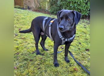 Lucy - kuschelt gerne