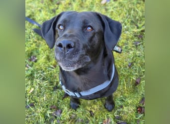 Lucy - kuschelt gerne