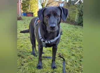 Lucy - kuschelt gerne