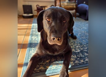 Lucy - kuschelt gerne