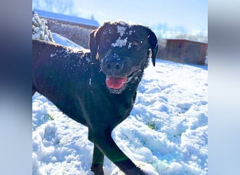 Lucy - ist kinderlieb