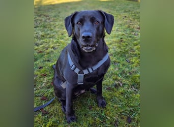 Lucy - kuschelt gerne