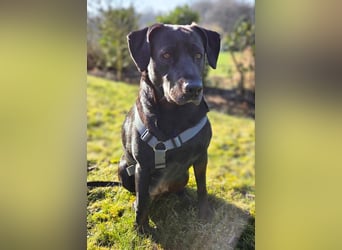 Lucy - kuschelt gerne