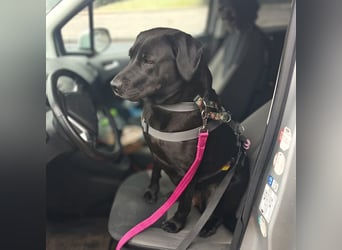 Lucy - kuschelt gerne