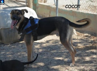 ❤️ COCOT❤️