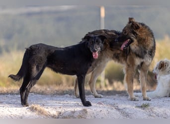 ❤️LOBO❤️