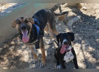 ❤️ COCOT❤️