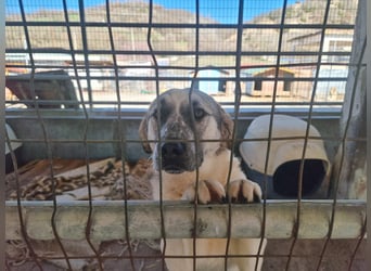 Maja – sanfte Herdenschutz-Mischlingshündin sucht ein liebevolles Zuhause