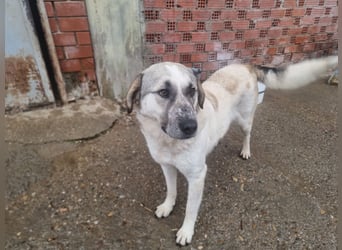 Maja – sanfte Herdenschutz-Mischlingshündin sucht ein liebevolles Zuhause