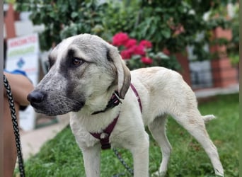 Maja – sanfte Herdenschutz-Mischlingshündin sucht ein liebevolles Zuhause