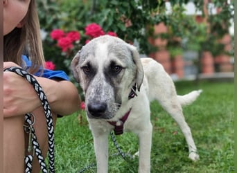 Maja – sanfte Herdenschutz-Mischlingshündin sucht ein liebevolles Zuhause