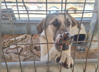 Maja – sanfte Herdenschutz-Mischlingshündin sucht ein liebevolles Zuhause