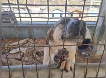 Maja – sanfte Herdenschutz-Mischlingshündin sucht ein liebevolles Zuhause