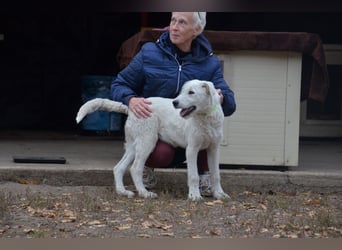 Emil sucht ein Zuhause