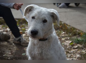 Emil sucht ein Zuhause